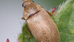 Обикновен малинов бръмбар