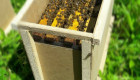 Презимували пчелни отводки -записване 2024 - Снимка 1