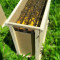 Презимували пчелни отводки -записване 2024 - Агро Борса