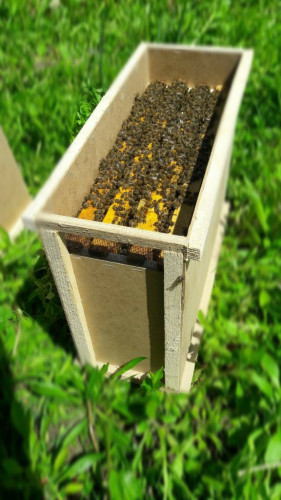 Презимували пчелни отводки -записване 2024 - Снимка 1