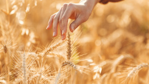 С какви цени на зърното се очаква да започне новата година? - Agri.bg