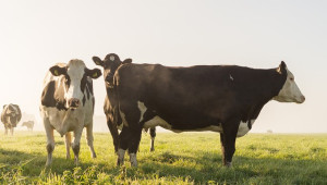 Кой притежава най-големите развъдници за крави в Румъния?