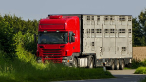 Нови правила: Ограничението за транспорт на животни в жегите притеснява родните стопани