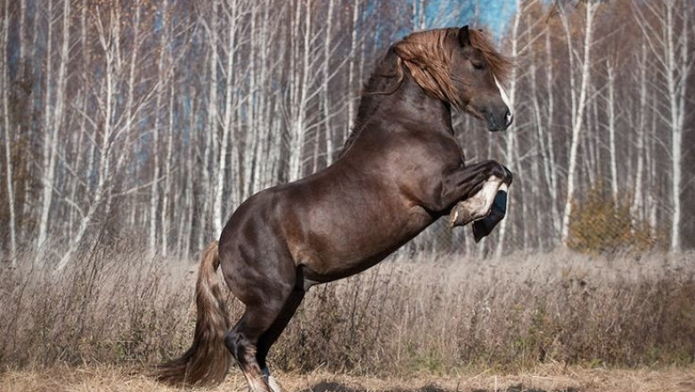 Руски тежковозен кон
