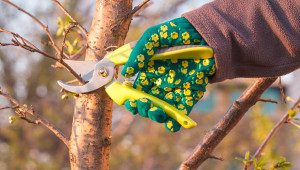 Начини за извършване на отрезите при овощните дървета и улесняване зарастването на раните