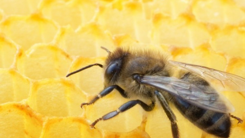 Имунната система на пчелите