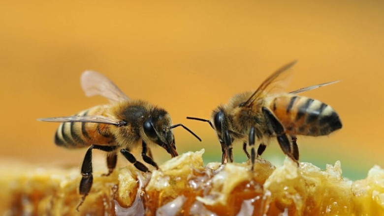 Терморегулацията на пчелите