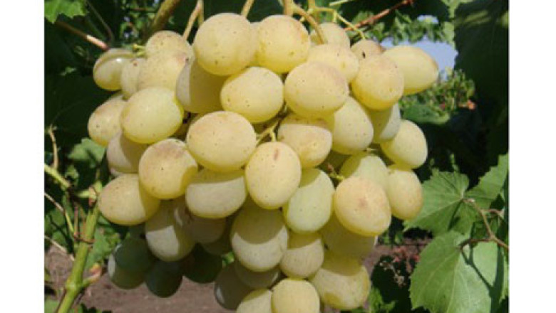 Брестовица - сорт грозде с много добри вкусови качества