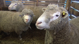 Увеличаване количеството на месото от овцете - Agri.bg