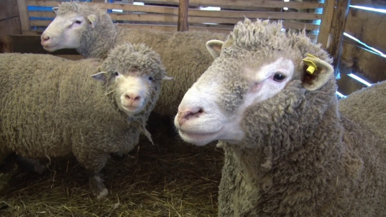 Увеличаване количеството на месото от овцете