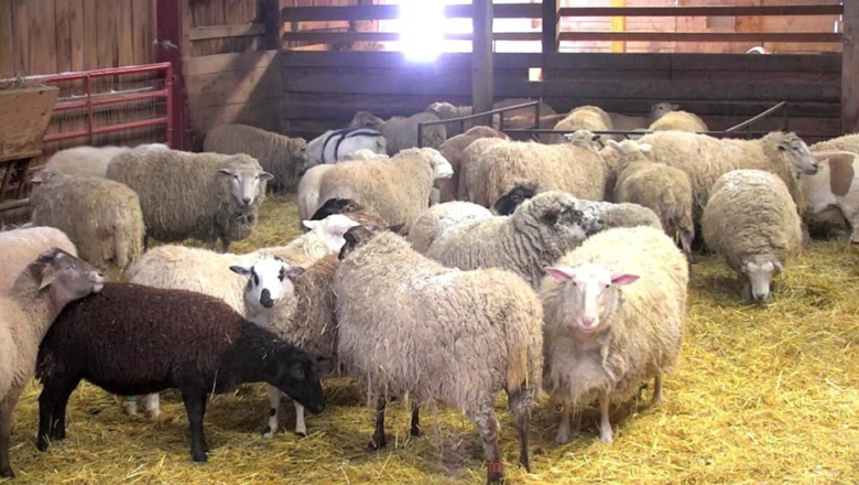 Хранене на бременни овце