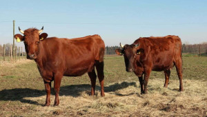Интензивно угояване на млади говеда - Agri.bg