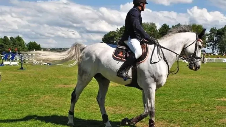 Тренинг на тригодишните и по-възрастните коне
