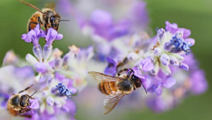 Грижи за пчелите през юни