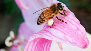 Грижи за пчелите през май