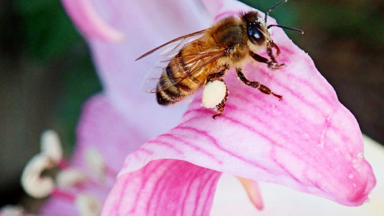Грижи за пчелите през май
