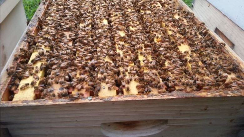 Какво е значението на силните пчелни семейства?
