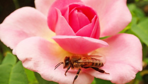 Грижи за пчелите през април