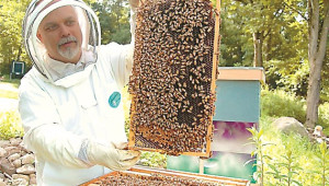 Подготовка на пчелните семейства за главната паша - Agri.bg