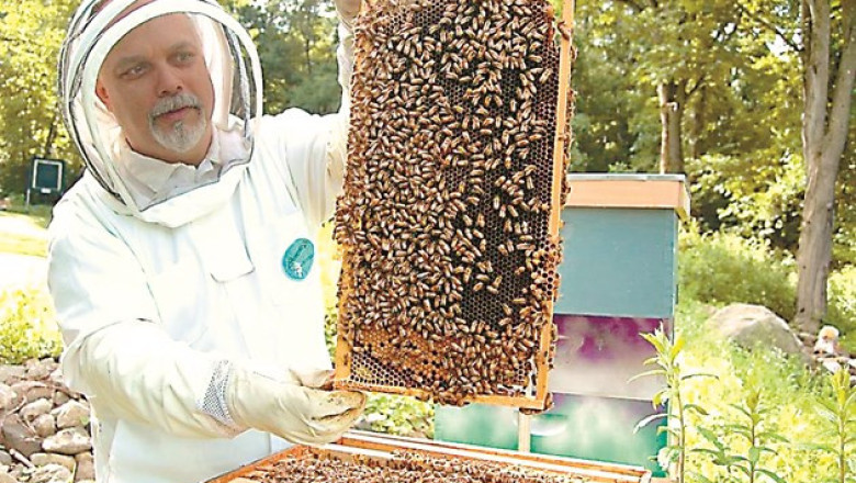 Подготовка на пчелните семейства за главната паша