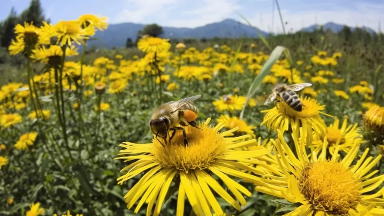 Календар на пчеларя през септември