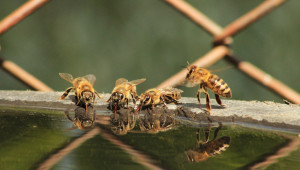 Какво значение има водата за пчелите?