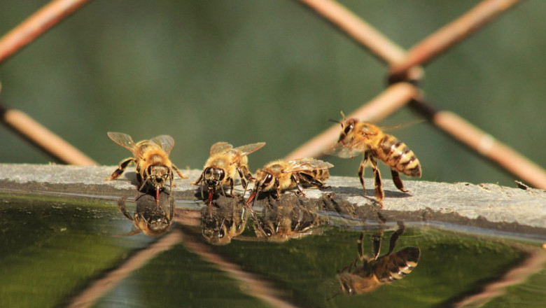 Какво значение има водата за пчелите?