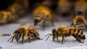 Грижи за пчелното семейство през различните сезони - Agri.bg