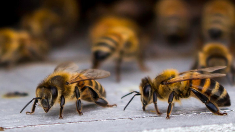 Грижи за пчелното семейство през различните сезони