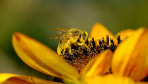Хранене на пчелите