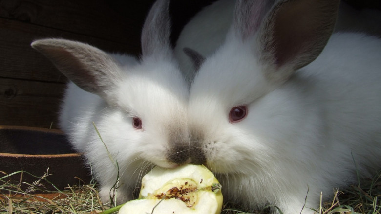 Отглеждане на отбити зайчета за разплод