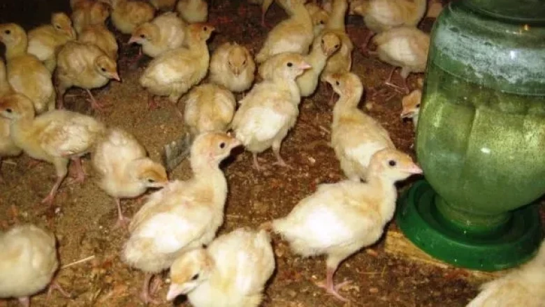 Потребността от витамини при пуйчетата е по-голяма, отколкото при пилетата