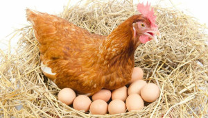 Правилното хранене на кокошките е важно условие за висока носливост - Agri.bg