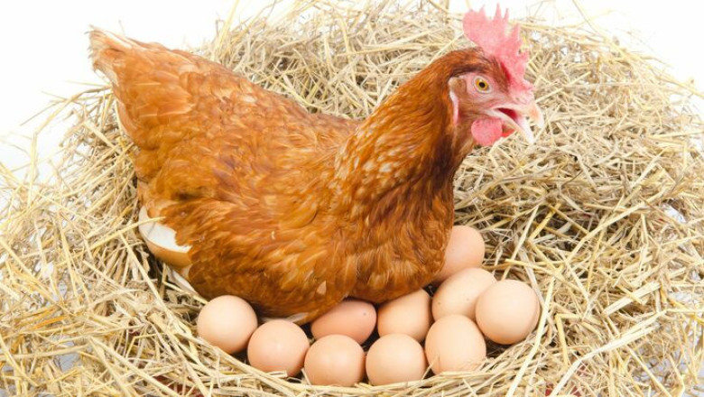 Правилното хранене на кокошките е важно условие за висока носливост