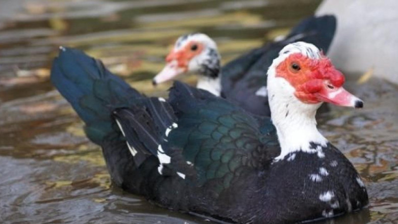 Мускусна патица - може да се отглежда и без водоеми
