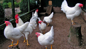 Бял легхорн - най-разпространената порода кокошки за производството на яйца - Agri.bg