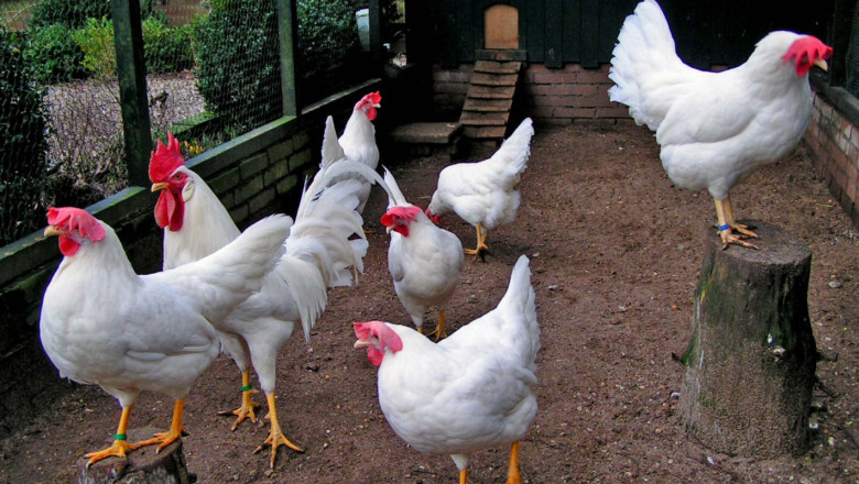 Бял легхорн - най-разпространената порода кокошки за производството на яйца
