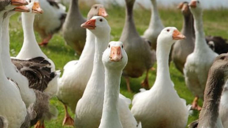 Формиране и поддържане на основното стадо гъски