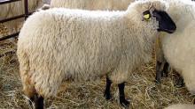 Породи овце отглеждани в България - Agri.bg