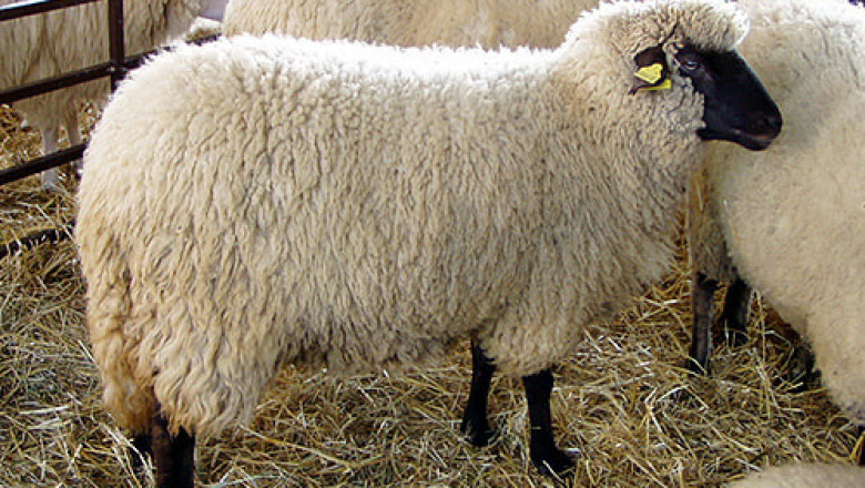 Породи овце отглеждани в България