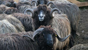 Български местни породи овце