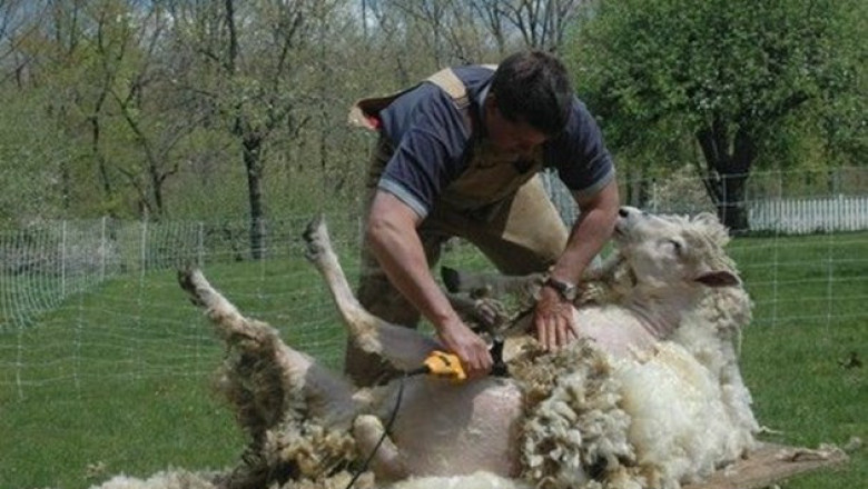 Правила за стригане на овце