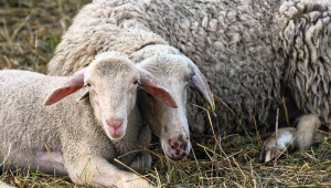През кои сезони се заплождат овцете?