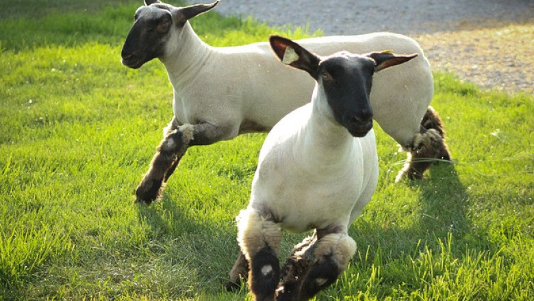 Как овцевъд успя да спечели награда за устойчивост?