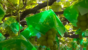 Китайци посегнаха към един от скъпите японски сортове грозде