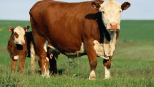 Храненето на кравите е основен фактор, от които зависи млечната продуктивност