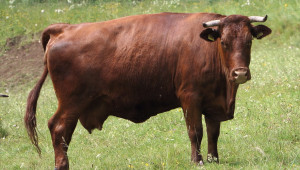 Чистопородно развъждане на говедата - Agri.bg