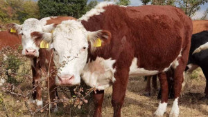 Херефорд - най-разпространената порода говеда на Земята