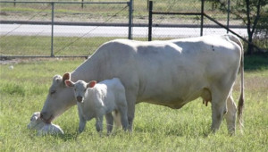 Шароле - една от най-разпространените месодайни породи говеда в Европа