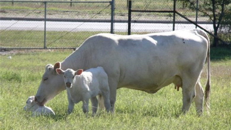 Шароле - една от най-разпространените месодайни породи говеда в Европа